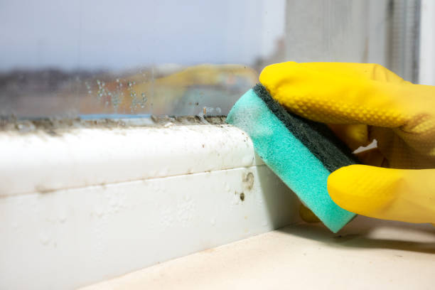 Why You Should Choose Our Mold Remediation Services in Lake Cherokee, TX